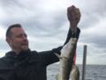 Dorsche gefangen Juni 2019 mit Rügens Fischerman