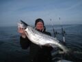 Ende März 2016 Angelerfolg - Lachs in der Ostsee gefangen