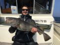 erfolgreicher Dorschfang im Juni 2019 mit Rügens Fischerman